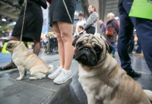 Hundeausstellung Besucher