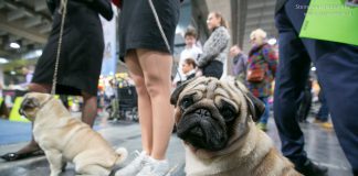 Hundeausstellung Besucher