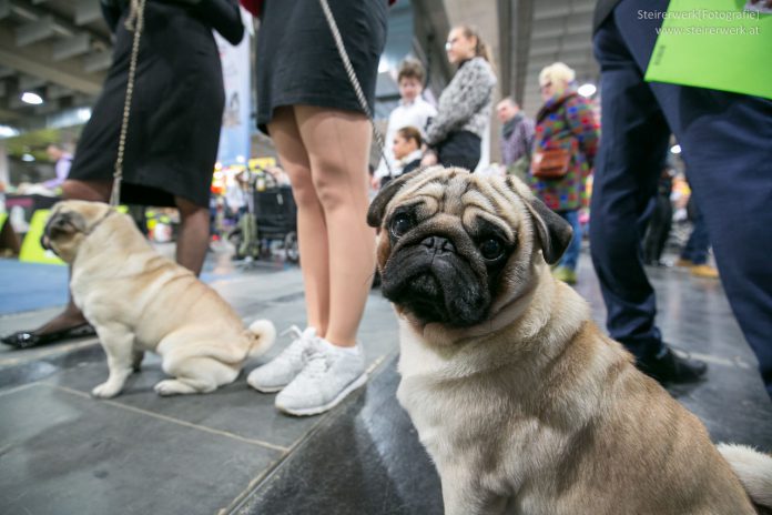 Hundeausstellung Besucher