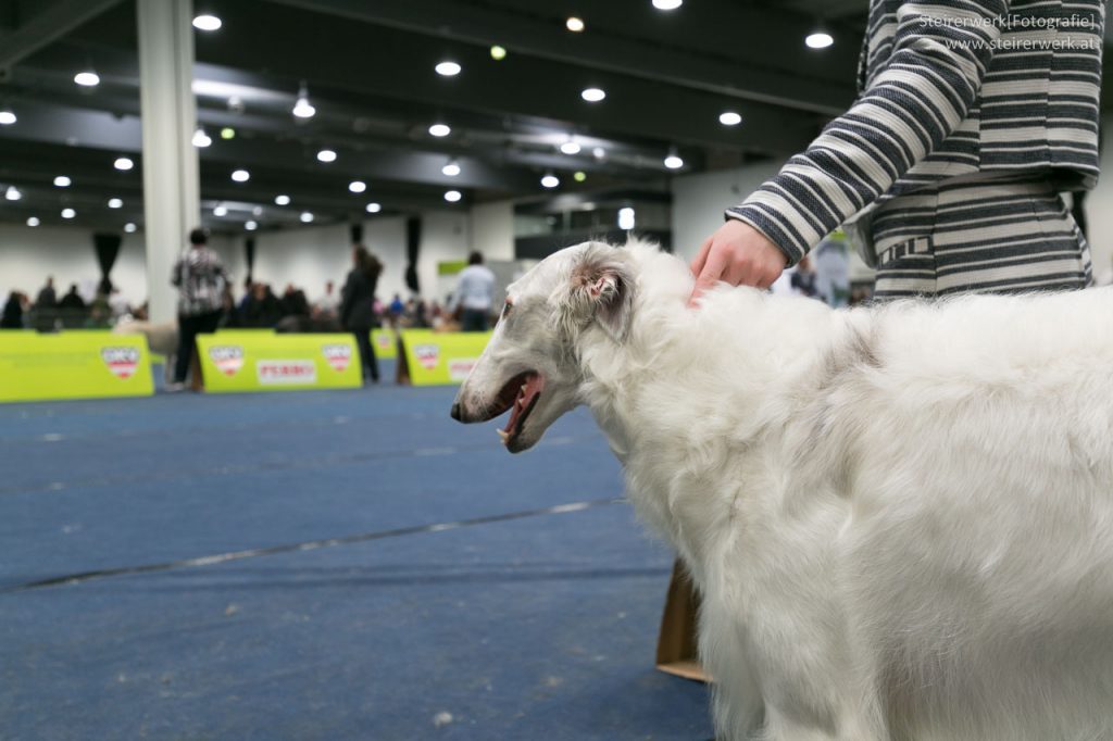 Hundeausstellung Ring