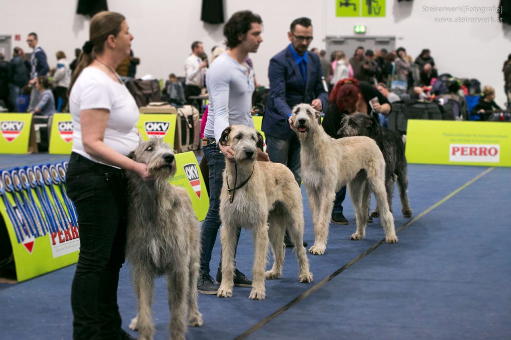 Irische Wolfshunde Rassehundeausstellung