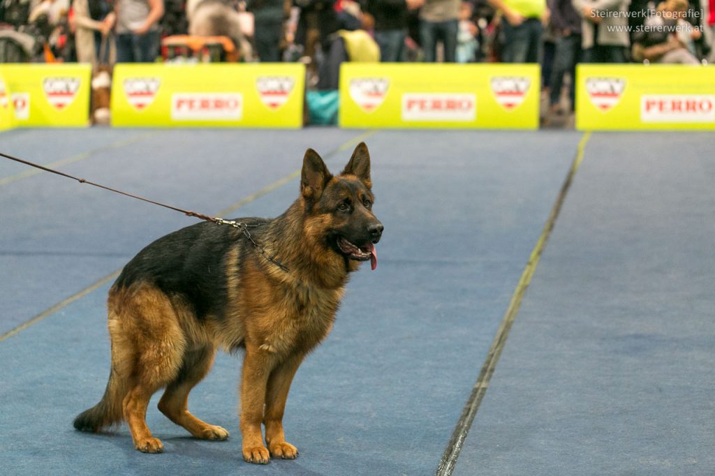 Schäferhund Rassehundeausstellung