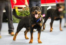 Listenhunde in Wien