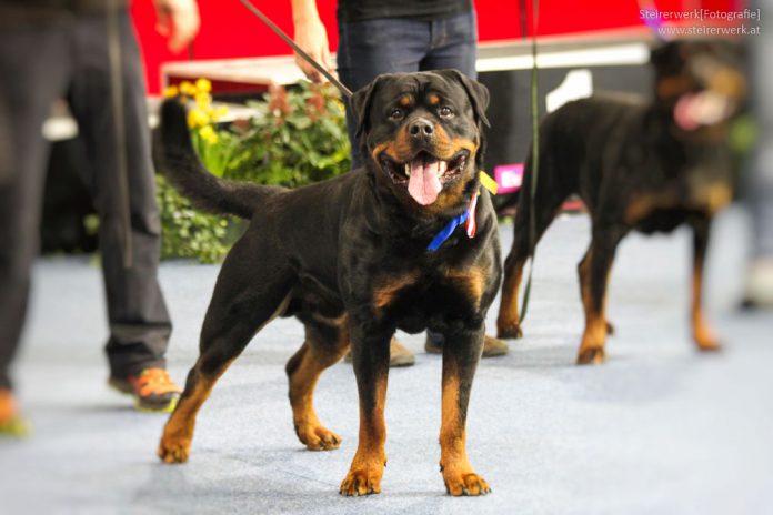 Listenhunde in Wien