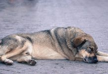 ´Hundekrankheiten