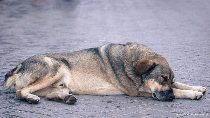 ´Hundekrankheiten