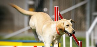 Agility Turnier Hund