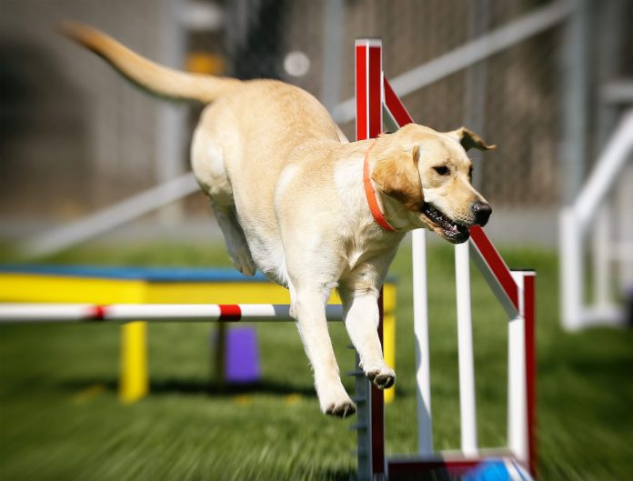 Agility Turnier Hund