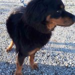 Mischlingshündin Lucy