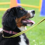 Berner Sennenhund Welpe