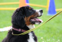 Berner Sennenhund Welpe