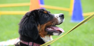 Berner Sennenhund Welpe