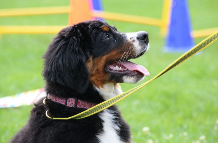 Berner Sennenhund Welpe