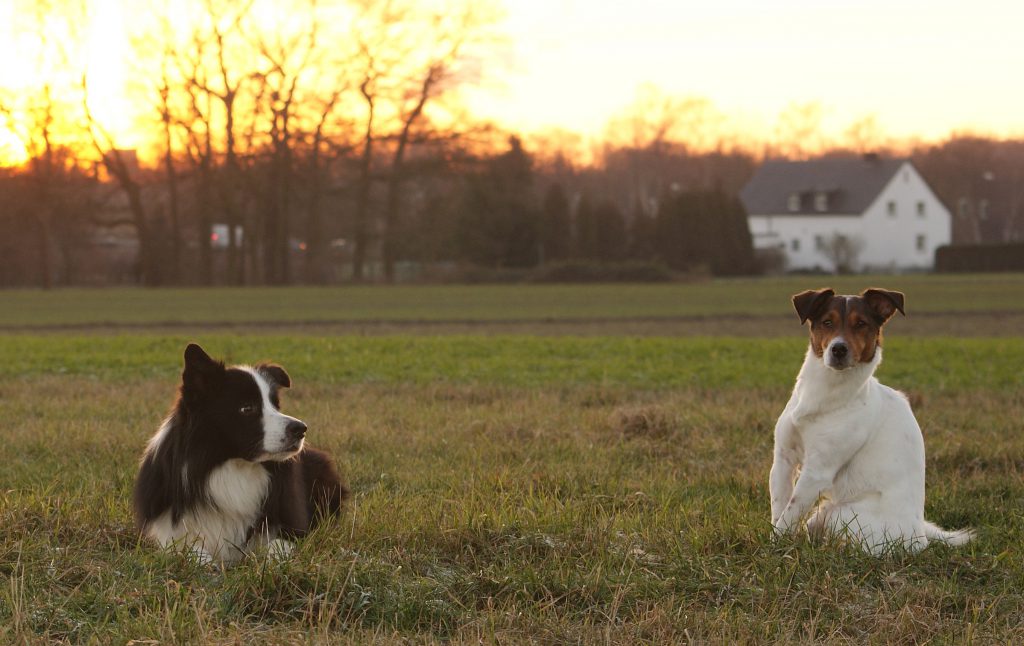 Drohfixieren beim Hund