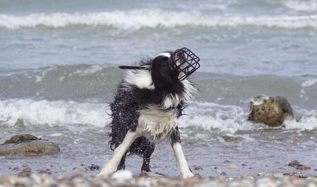 Hund mit Maulkorb am Strand