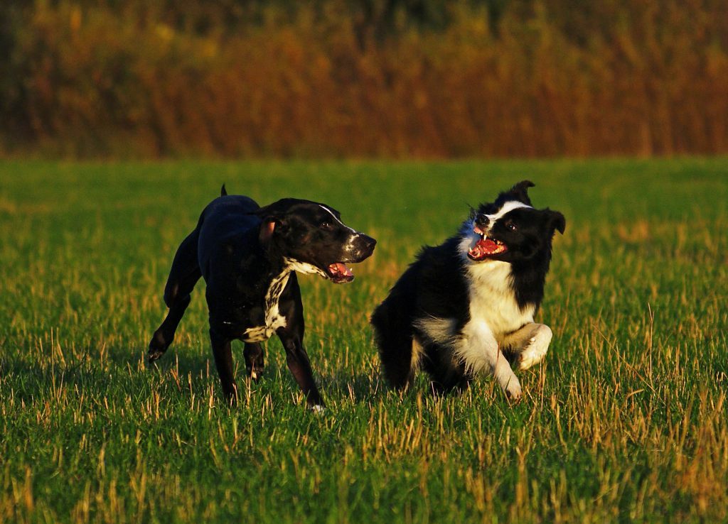 Spiel unter Hunden