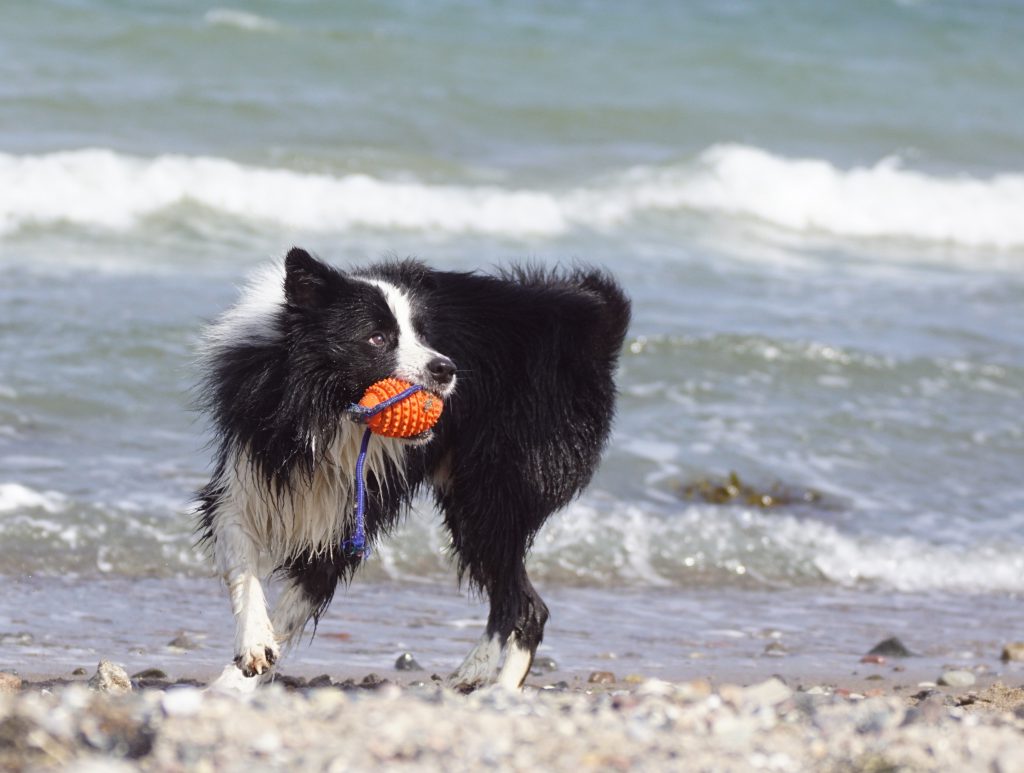 Hund mit Hundespielzeug am Strand