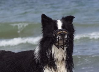 Aggressionsverhalten – das „Böse“ im Hund?