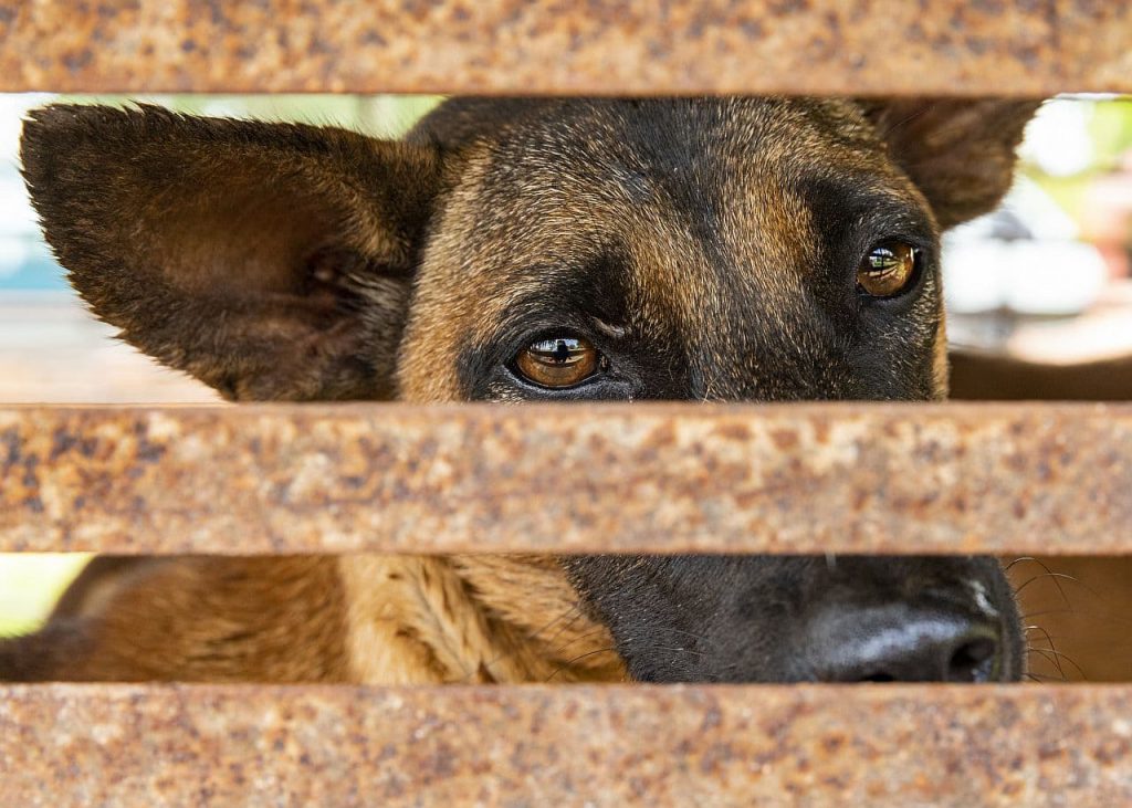 Hund im Käfig in Kambodscha