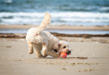 Hundeurlaub in Dänemark