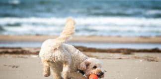 Hundeurlaub in Dänemark