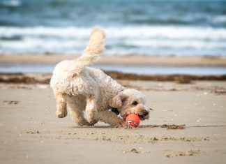 Hundeurlaub in Dänemark