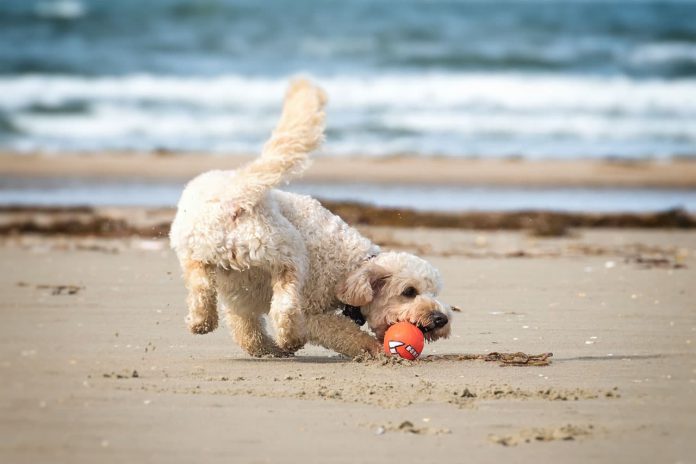 Hundeurlaub in Dänemark