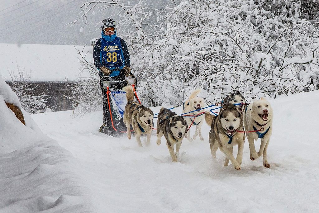 Internationales Schlittenhunderennen Hintersee