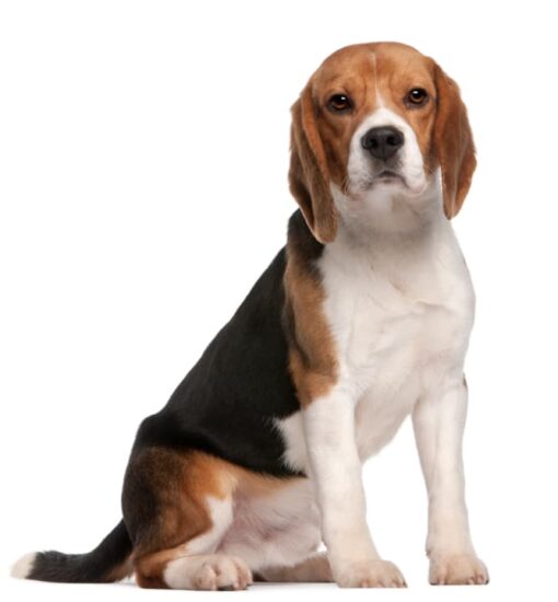 Beagle sitzend