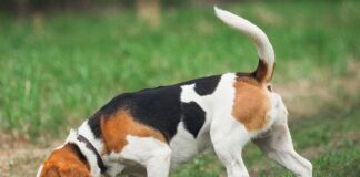 Beagle Hunderasse