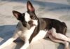 Boston Terrier Hunderasse