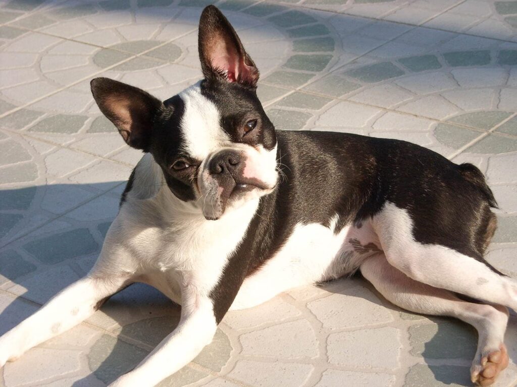 Boston Terrier Eigenschaften, Haltung, Temperament Hund