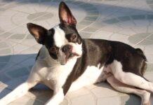 Boston Terrier Hunderasse