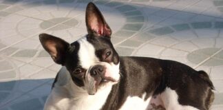 Boston Terrier Hunderasse