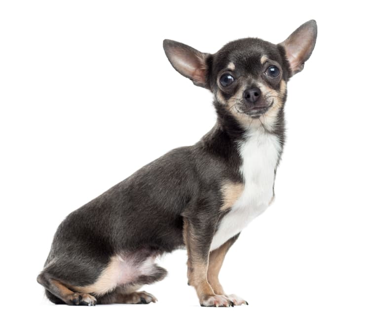 beskytte Blinke princip Chihuahua - Eigenschaften, Haltung, Temperament - Planet Hund