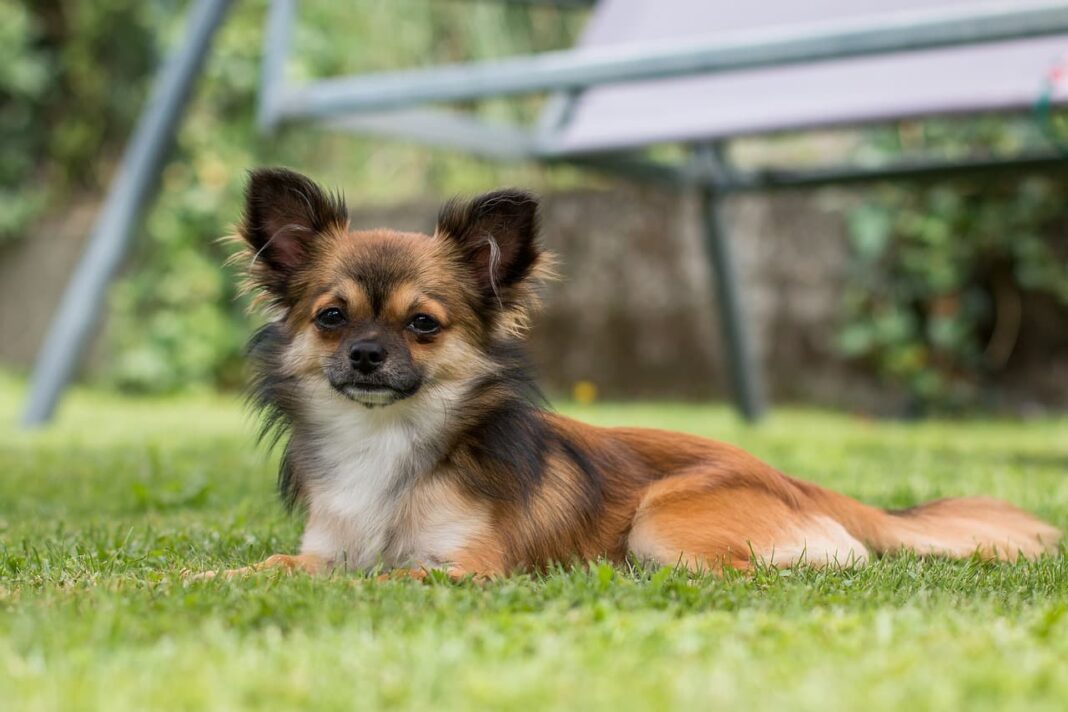 Chihuahua Eigenschaften Haltung Temperament Planet Hund Chihuahua Eigenschaften Haltung Temperament Planet Hund