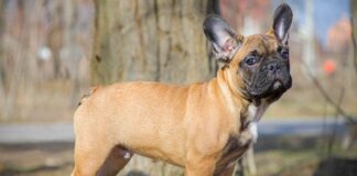 Französische Bulldogge Hunderasse