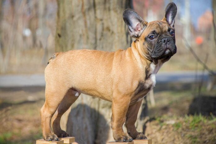 Französische Bulldogge Hunderasse