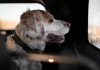 Hund Auto Sommer