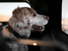 Hund Auto Sommer