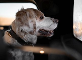 Hund Auto Sommer