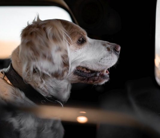 Hund Auto Sommer
