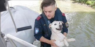 Hund Donau Wasserpolizei Rettung