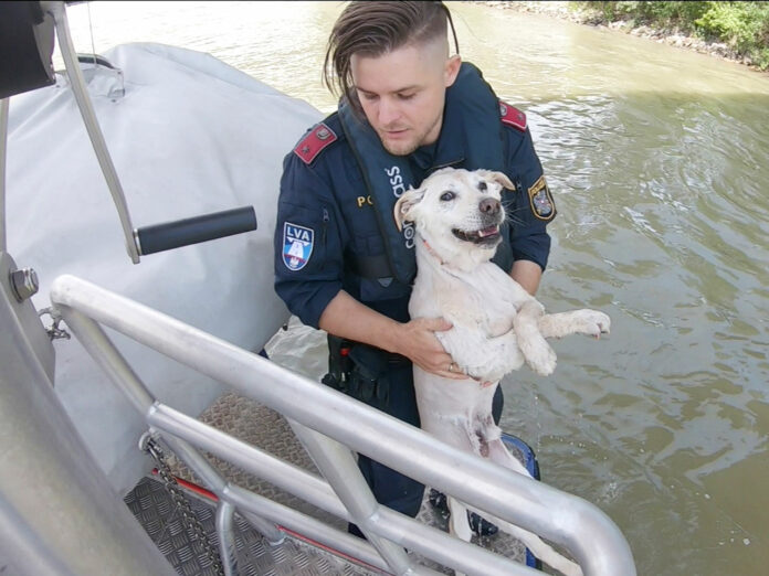Hund Donau Wasserpolizei Rettung