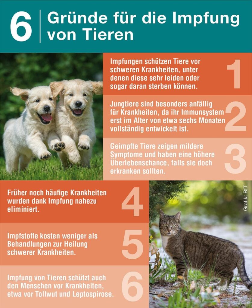 6 Gründe fürs Impfen von Hunden