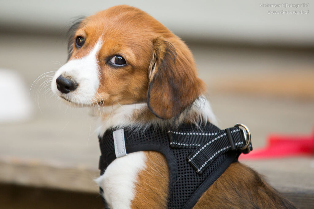 2 Hund Welpe Kommt Ins Haus 2 Hund Welpe Kommt Ins Haus