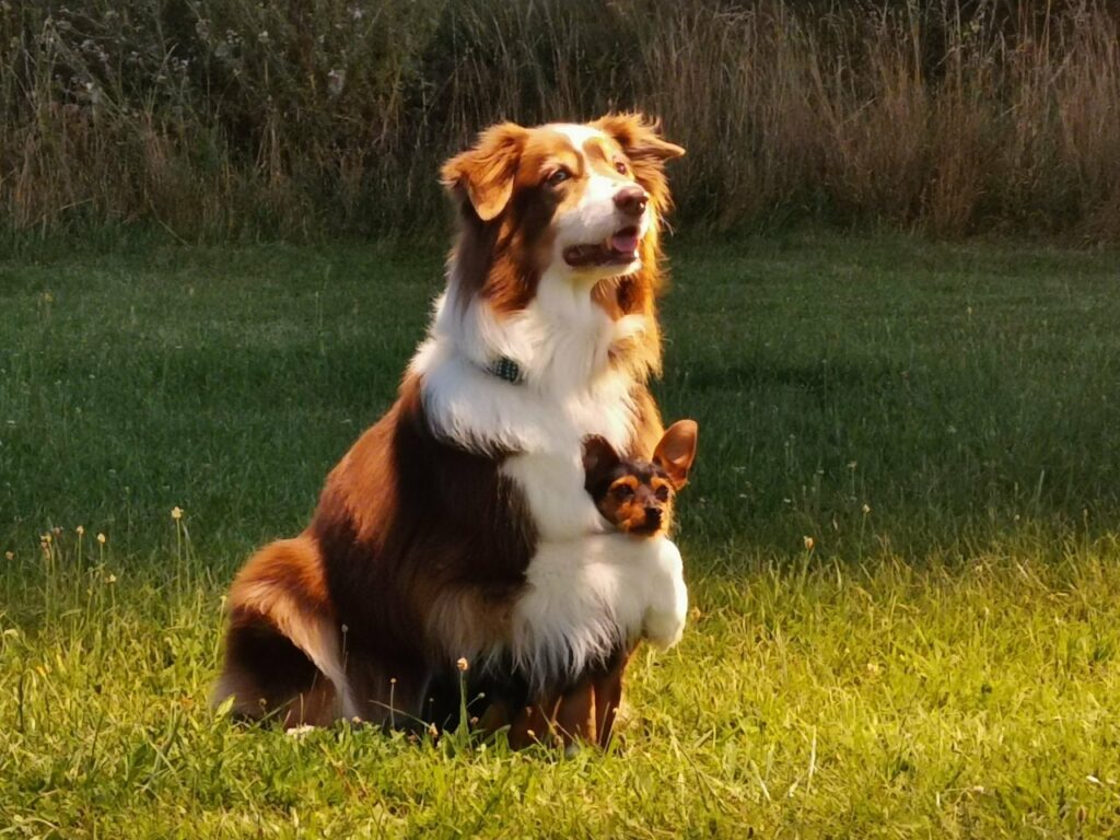 Michaela Jaskulski Känguru-Hund