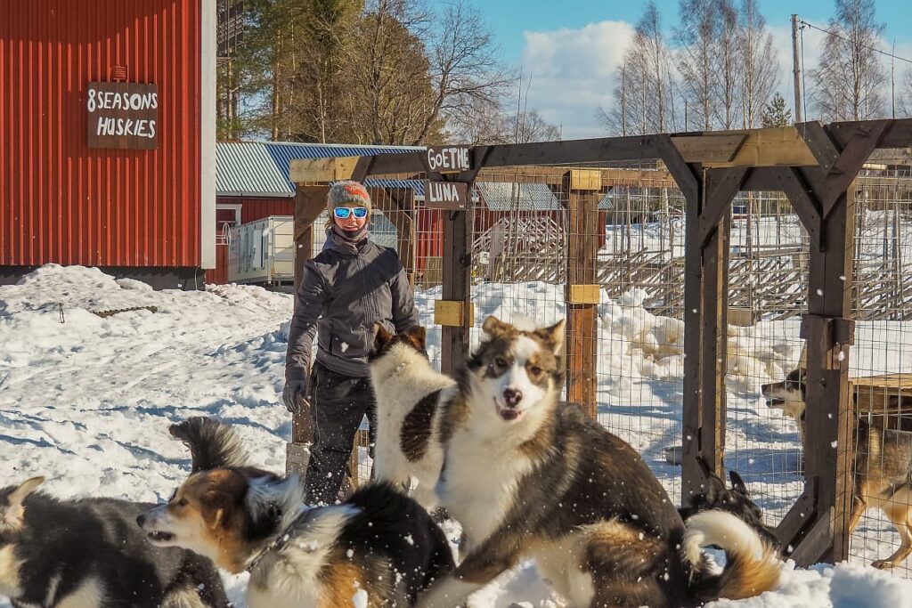 8seasonshuskies Schlittenhunde