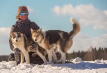 Leben mit Schlittenhunde