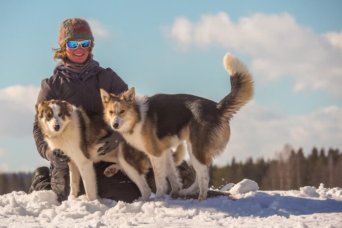 Leben mit Schlittenhunde